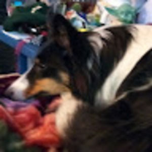 Meet your Posher, Gavin